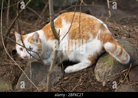 Weiße und Ingwer Katze lauert auf Steinen in einem Winterwald Stockfoto