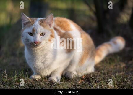 Weiße und Ingwer Katze sitzt auf dem Boden in den Strahlen der fallenden Sonne Stockfoto