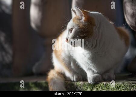 Weiße und Ingwer Katze sitzt an einer Wand in den Strahlen der fallenden Sonne Stockfoto