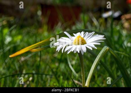 Gänseblümchen Nahaufnahme Stockfoto