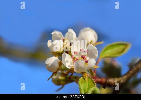 Nahaufnahme einer weißen Apfelblüte auf einem Ast, mit Pollen gegen einen blauen Frühlingshimmel Stockfoto