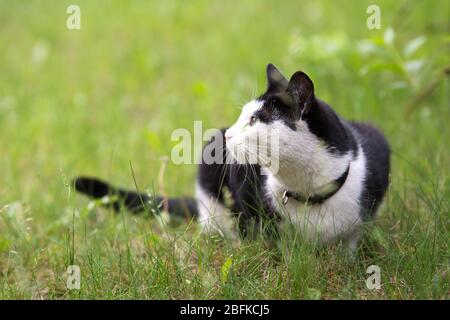 Schwarz-weiße Katze im Gras liegend, nach links schauend - Kopierraum Stockfoto