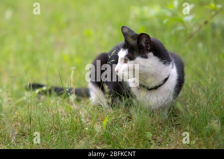 Schwarz-weiße Katze im Gras liegend, auf etwas schauen - Kopierraum Stockfoto