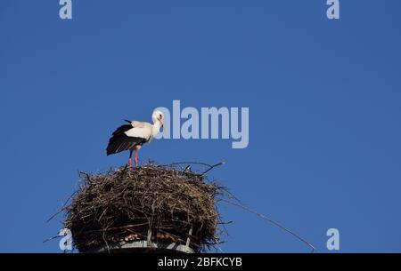 Ein weißer Großstorch steht in seinem Nest, in der Höhe, gegen einen blauen Himmel Stockfoto