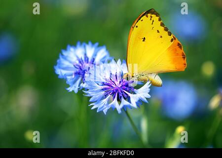 Schöner Schmetterling auf Wildblume, auf Naturhintergrund Stockfoto