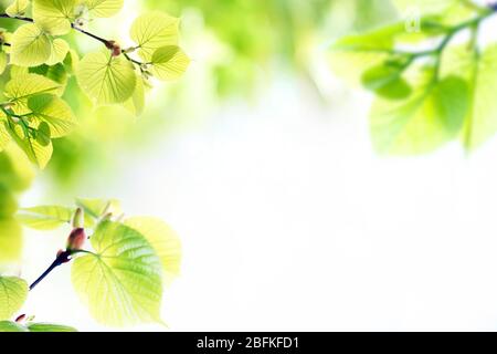 Frische Frühlingszweige mit grünen Blättern auf verschwommenem Hintergrund Stockfoto