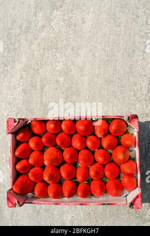 Reife rote Erdbeeren ordentlich verpackt in einer Holzkiste Stockfoto