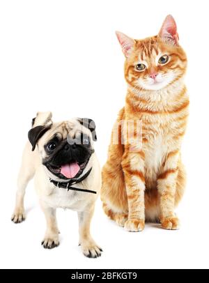 Niedlicher Hund und Katze isoliert auf weiß Stockfoto