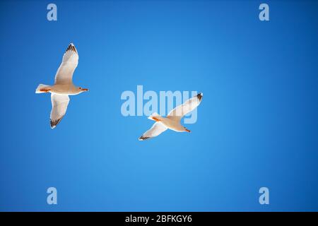 Fliegender Möwenvogel am blauen Himmel. Stockfoto