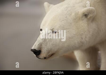 Nahaufnahme des Kopfes und Oberkörpers eines Eisbären, Norwegen. Stockfoto