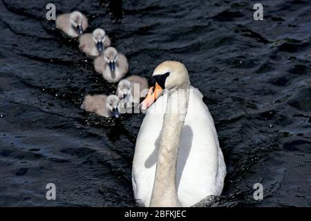 Eine Mutter Schwan mit ihren Cygnets an der Themse Stockfoto