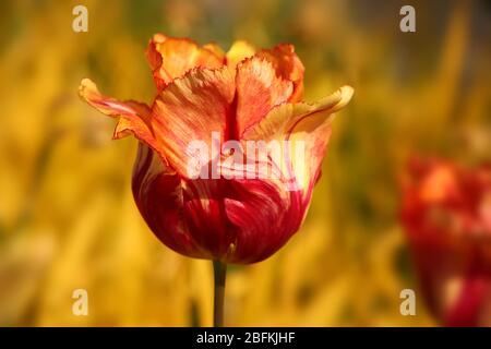 Roter, gelber & oranger Tulpenblütenkopf vor gelbem Hintergrund. Auffällige Farben des Herbstes, Norwegen. Stockfoto