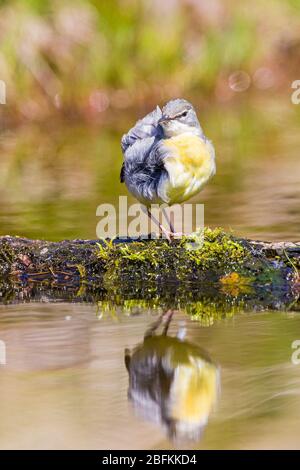 Aberystwyth, Wales, Großbritannien. April 2020. Ein männlicher grauer Bachstelze ist auf einem Ast im Wasser, der sich in der warmen Frühlingssonne in Mittelwales selbst prägt. Kredit: Phil Jones/Alamy Live News Stockfoto