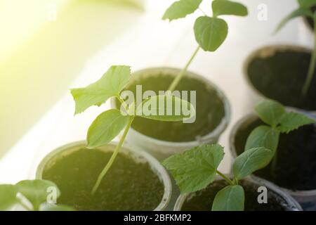 Grüne Gurkensamen. Wachsende Gurke im Gewächshaus. Junge frische Sämling steht in Kunststoff-Töpfe. Weiches Sonnenlicht aus dem Fenster Stockfoto