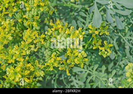 Blühende Ruta graveolens im Garten. Gemeinsame rue Werk Stockfoto