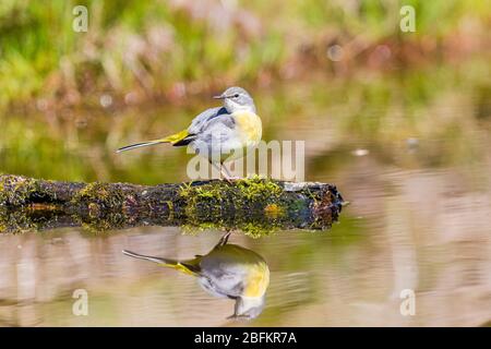 Weibliche graue Bachstelze rauhen und Futter durch einen Gartenteich in Mitte Wales Frühlingssonne Stockfoto