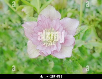 Rosa Hellebore oder lenten Rose. Rosa Frühling blühende Hellebore Pflanze Stockfoto