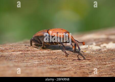 Rote Palmweevil (Rhynchophorus ferrugineus) auf einem toten Stamm, Spanien. Stockfoto