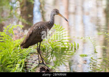 Ein Limpkin hält an einem Log, während er nach einer Mahlzeit im Shingle Creek Regional Park in Orlando, Florida sucht. Stockfoto