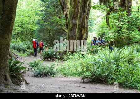 Der Hall of Mosses Trail im Hoh Rain Forest des Olympic National Park ist gesäumt von alten Bäumen, meist bigleaf Ahorn und Sitka Fichten in Mo drapiert Stockfoto