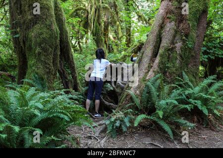 Der Hall of Mosses Trail im Hoh Rain Forest des Olympic National Park ist gesäumt von alten Bäumen, meist bigleaf Ahorn und Sitka Fichten in Mo drapiert Stockfoto