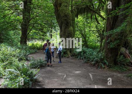 Der Hall of Mosses Trail im Hoh Rain Forest des Olympic National Park ist gesäumt von alten Bäumen, meist bigleaf Ahorn und Sitka Fichten in Mo drapiert Stockfoto