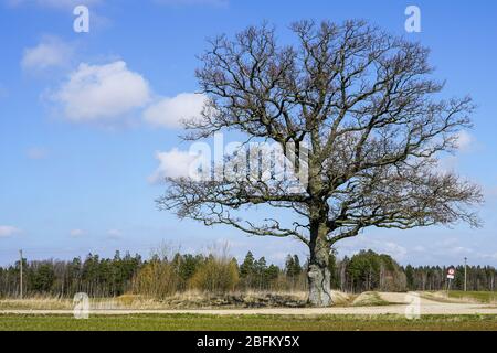 Eine große alte Eiche ohne Blätter auf einem Hintergrund von blauem Himmel Stockfoto