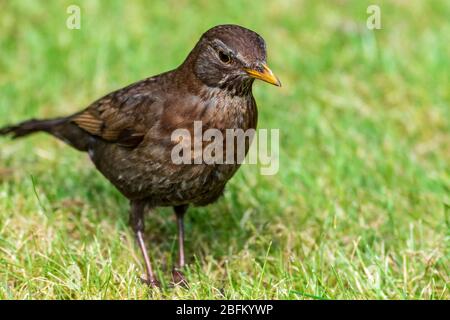 Weibliche Amsel. Stockfoto