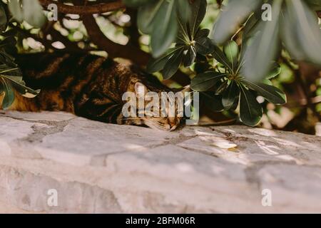 Katze im Schatten des Baumes. Katze im Sommer entspannen Stockfoto