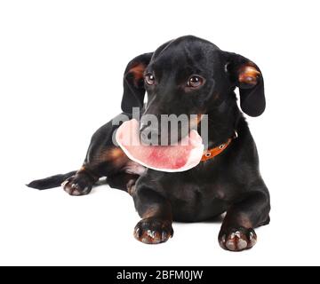 Hund hält rohes Fleisch im Mund, isoliert auf weiß Stockfoto