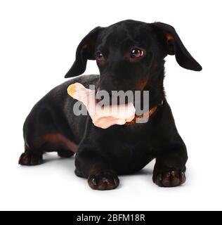 Hund hält rohes Huhn im Mund, isoliert auf weiß Stockfoto