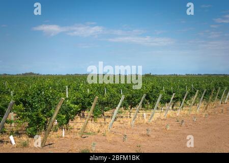 Weinreben Reihen sich in einem Weingut in Mendoza, Argentinien. Landwirtschaftliche Tätigkeit, Weinherstellung Hintergrund. Stockfoto