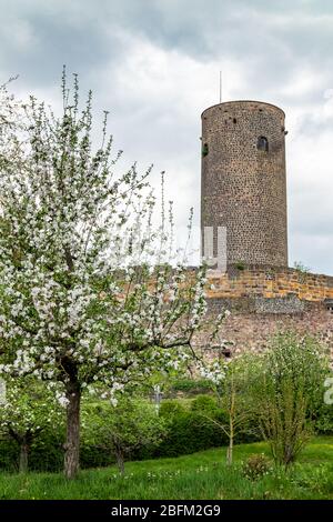 Burg Münzenberg, eine Ruine aus dem Hochmittelalter in der Stadt Münzenberg, Wetteraukreis, Hessen, Deutschland Stockfoto