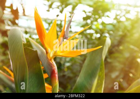 Tropische Pflanzen im Gewächshaus, close-up Stockfoto