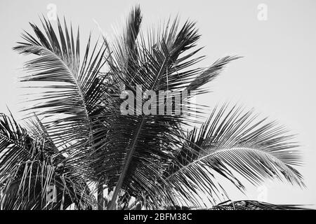 Palme, Retro-Stilisierung, Nahaufnahme Stockfoto