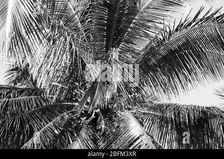 Palme, Retro-Stilisierung, Nahaufnahme Stockfoto