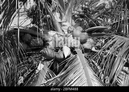 Palme, Retro-Stilisierung, Nahaufnahme Stockfoto