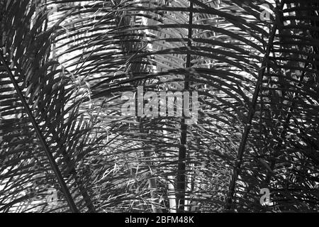 Palmblätter, Retro-Stilisierung, Nahaufnahme Stockfoto