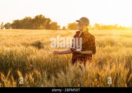 Eine Frau Bauer untersucht den Bereich der Getreide- und sendet die Daten an die Wolke aus der Tablette. Smart Farming und digitale Landwirtschaft. Stockfoto
