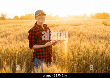 Eine Frau Bauer untersucht den Bereich der Getreide- und sendet die Daten an die Wolke aus der Tablette. Smart Farming und digitale Landwirtschaft. Stockfoto