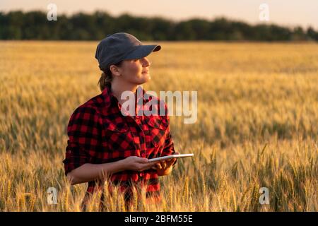 Eine Frau Bauer untersucht den Bereich der Getreide- und sendet die Daten an die Wolke aus der Tablette. Smart Farming und digitale Landwirtschaft. Stockfoto