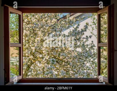 Sehen Sie sich ein Fenster eines Apfelbaums an, der unter blauem Himmel blüht Stockfoto