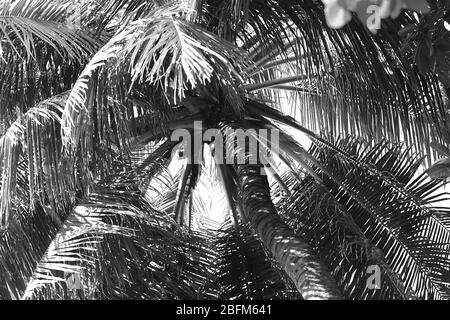 Palme, Retro-Stilisierung, Nahaufnahme Stockfoto