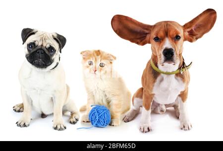 Süße Katze und Hunde, isoliert auf weiß Stockfoto