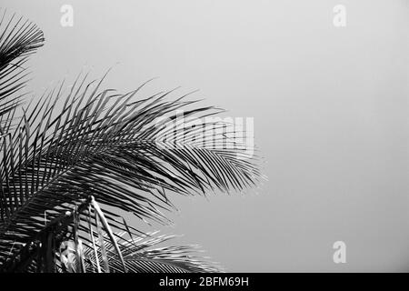 Palmblätter, Retro-Stilisierung, Nahaufnahme Stockfoto