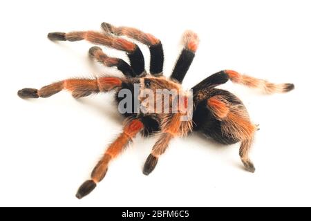 Mexikanische Fireleg Tarantula (Brachypelma boehmei) isoliert auf weißem Hintergrund Stockfoto