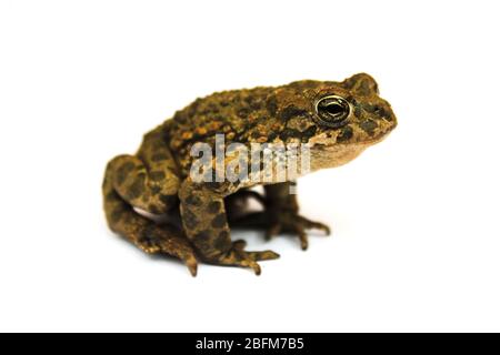 Erdkröte Nahaufnahme isoliert auf weißem Hintergrund Stockfoto