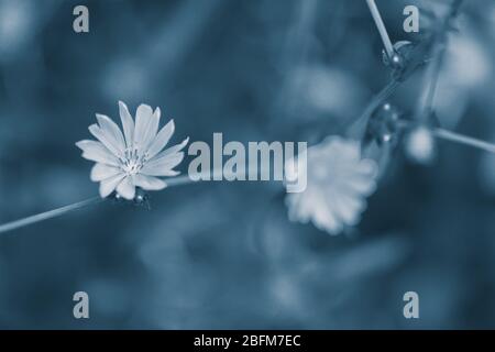 Blühende Zichorie (Cichorium intybus), auf Naturgrund Stockfoto