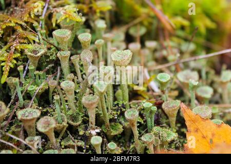 Moos im Herbst im Wald auf einem alten Stumpf Nahaufnahme Stockfoto