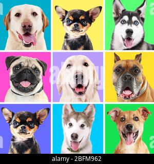 Porträts von niedlichen Hunden auf bunten Hintergründen Stockfoto